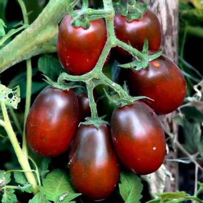 Семена индетерминантного томата Мавр F1, коричневый новинка!!!, (1000 нас.) Lark Seeds